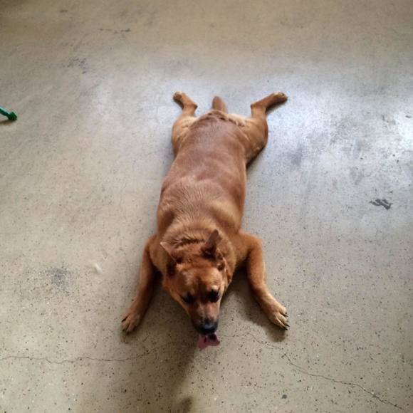 Meet your Posher, Cameron - Picture 1 of 1